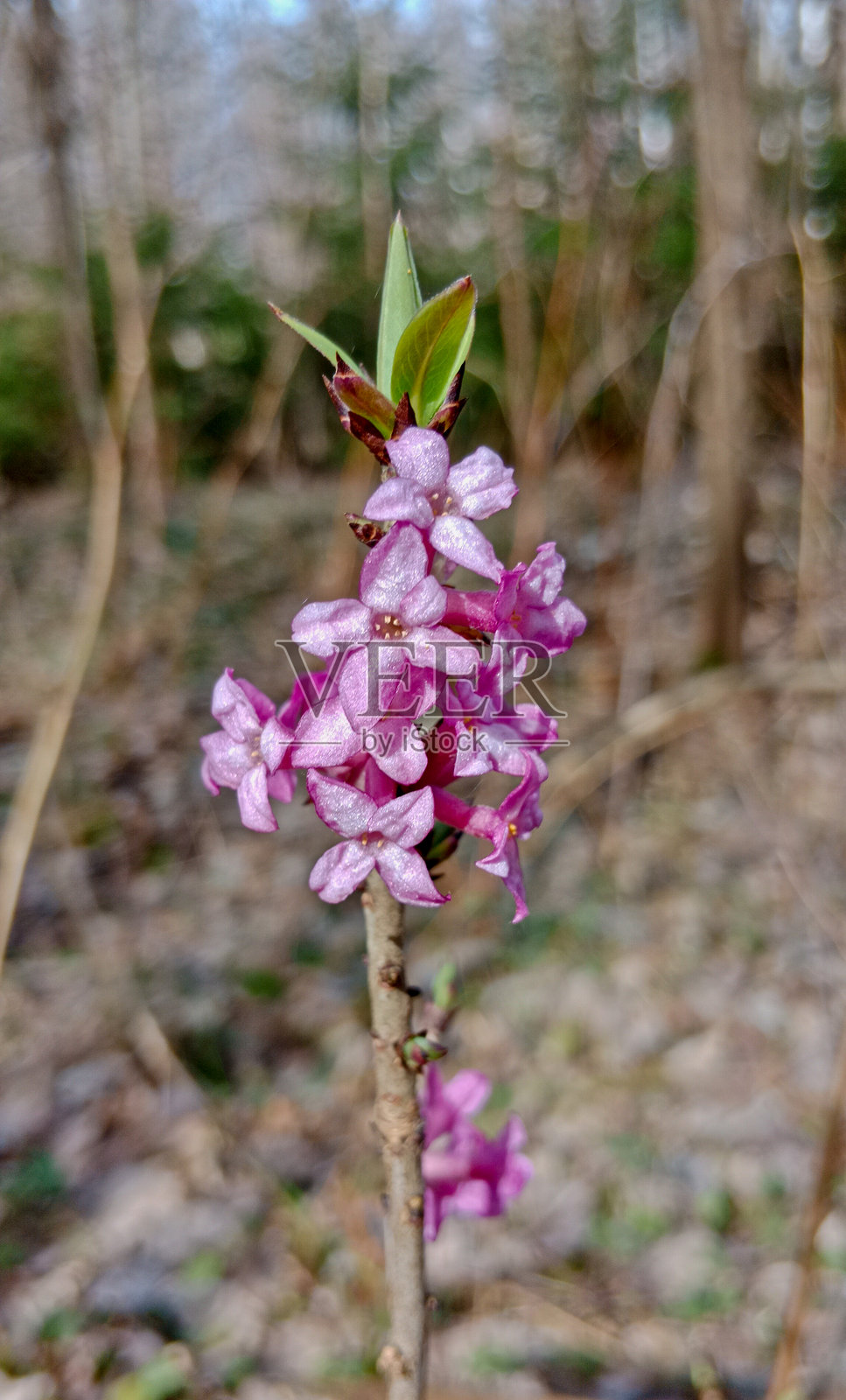 紫丁香。一种具有鲜艳粉色花朵的野生有毒植物。照片摄影图片