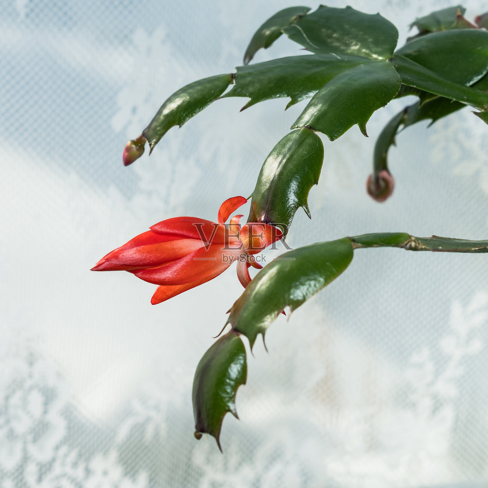 圣诞仙人掌植物上新出现的红色花朵，背景为白色窗帘照片摄影图片