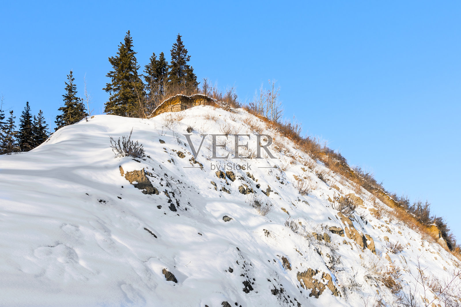 冬季背景下，陡峭的河岸山丘上长满云杉树，蓝天映衬。照片摄影图片