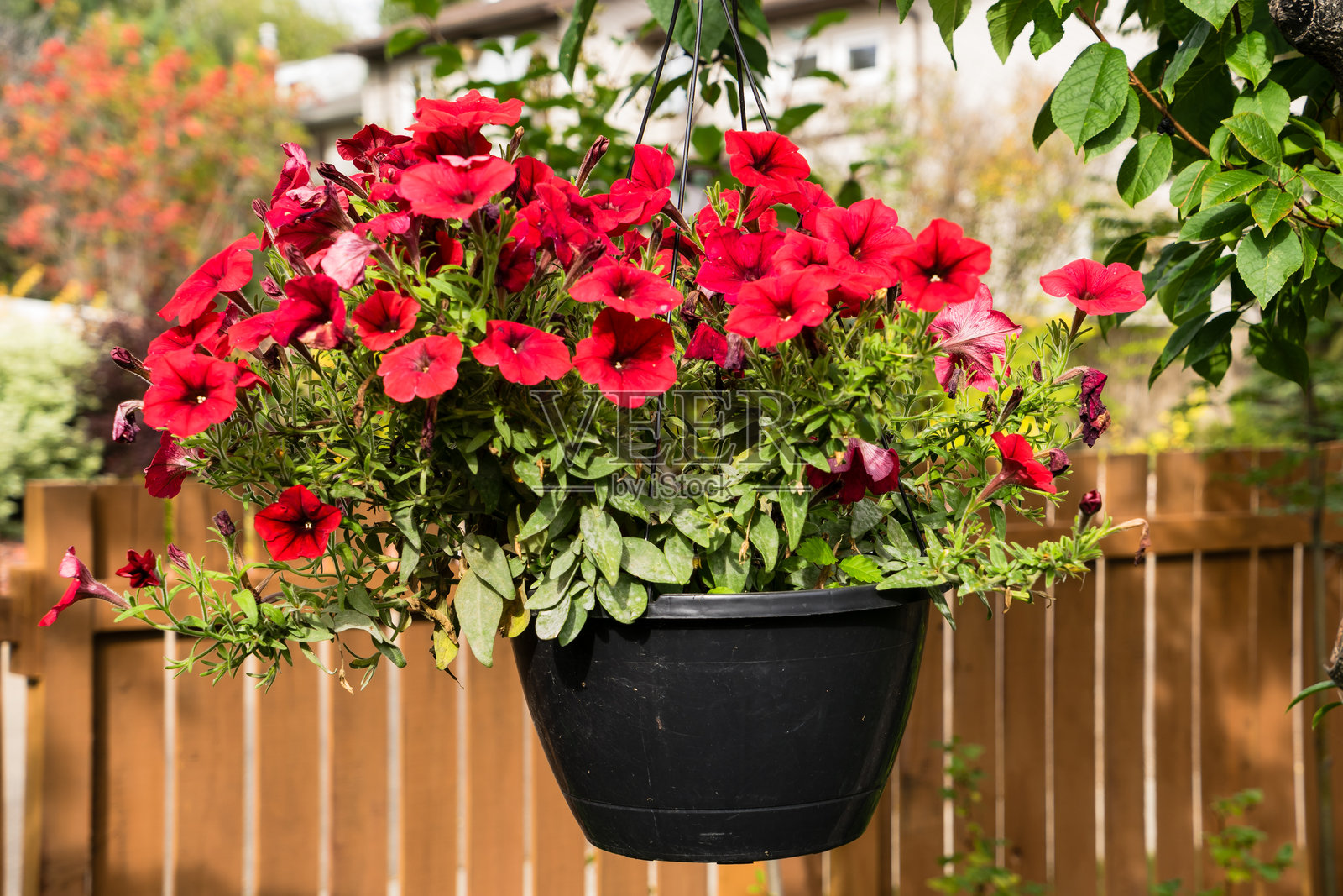 私人住宅花园中的红色矮牵牛悬挂花篮照片摄影图片