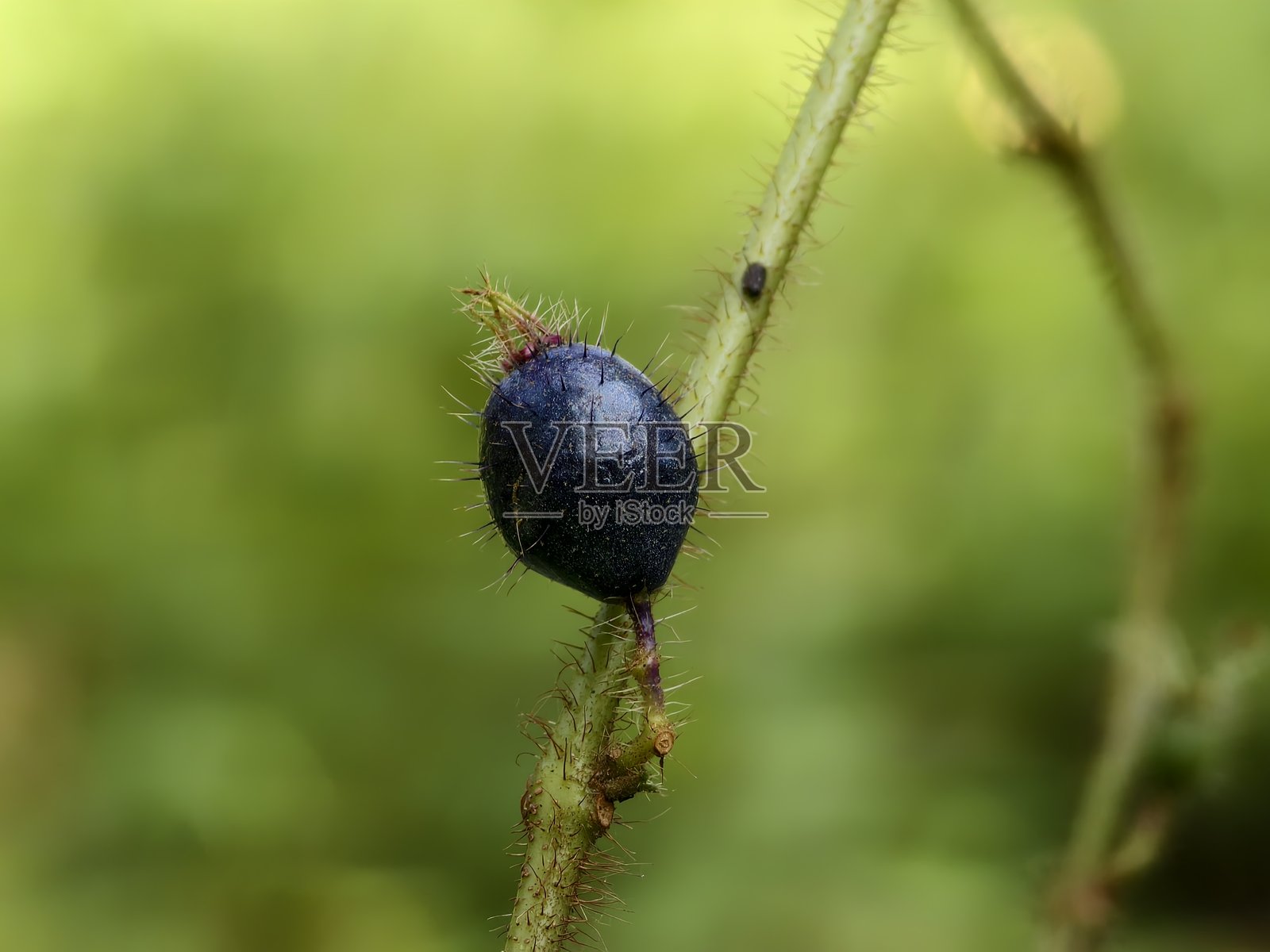 模糊背景中的克里德米亚果实照片摄影图片