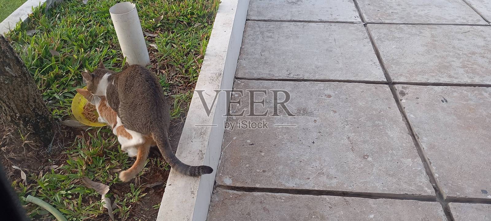 猫照片摄影图片