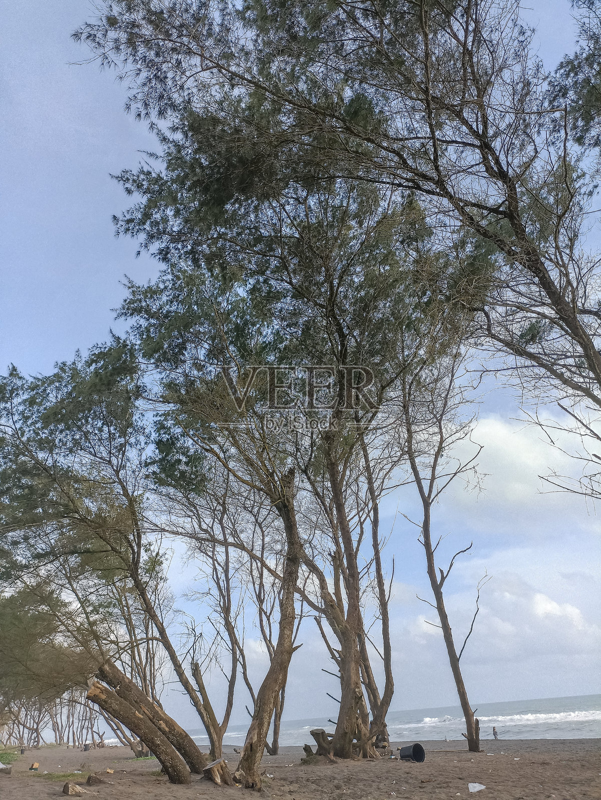 海滩上的松树装点着晴朗的天空照片摄影图片