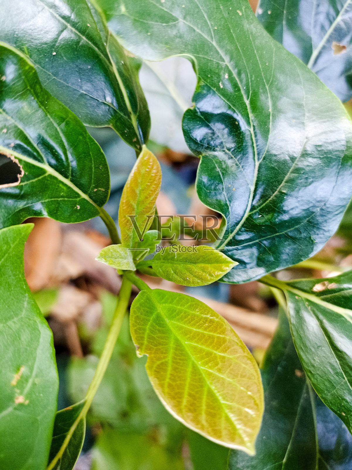 鳄梨树（Persea americana）拥有茂盛的叶子照片摄影图片