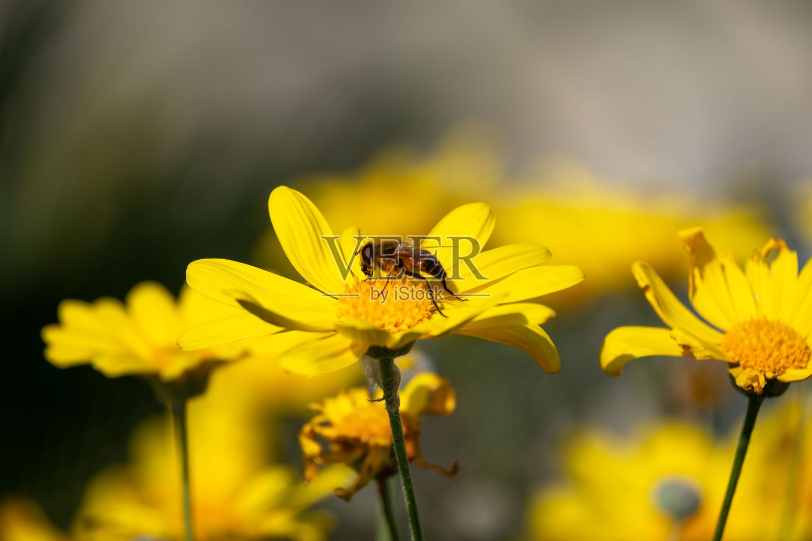 蜜蜂在鲜艳的黄色雏菊上照片摄影图片