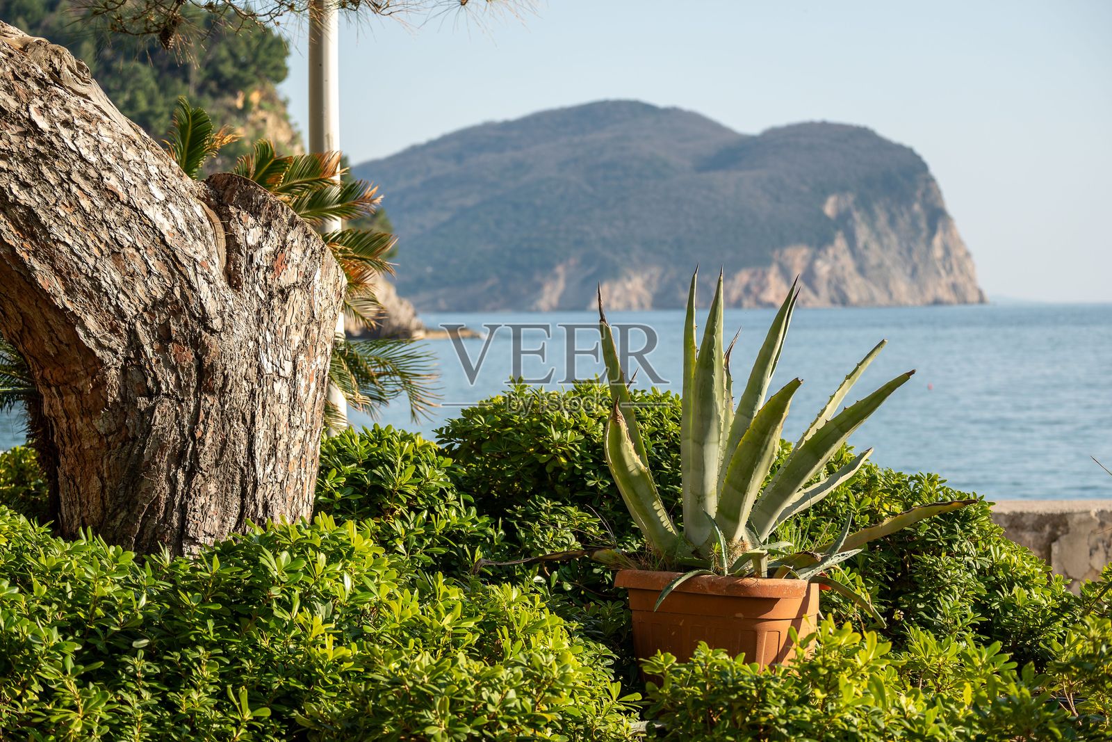 海岸风光，前景有芦荟植物和山脉照片摄影图片