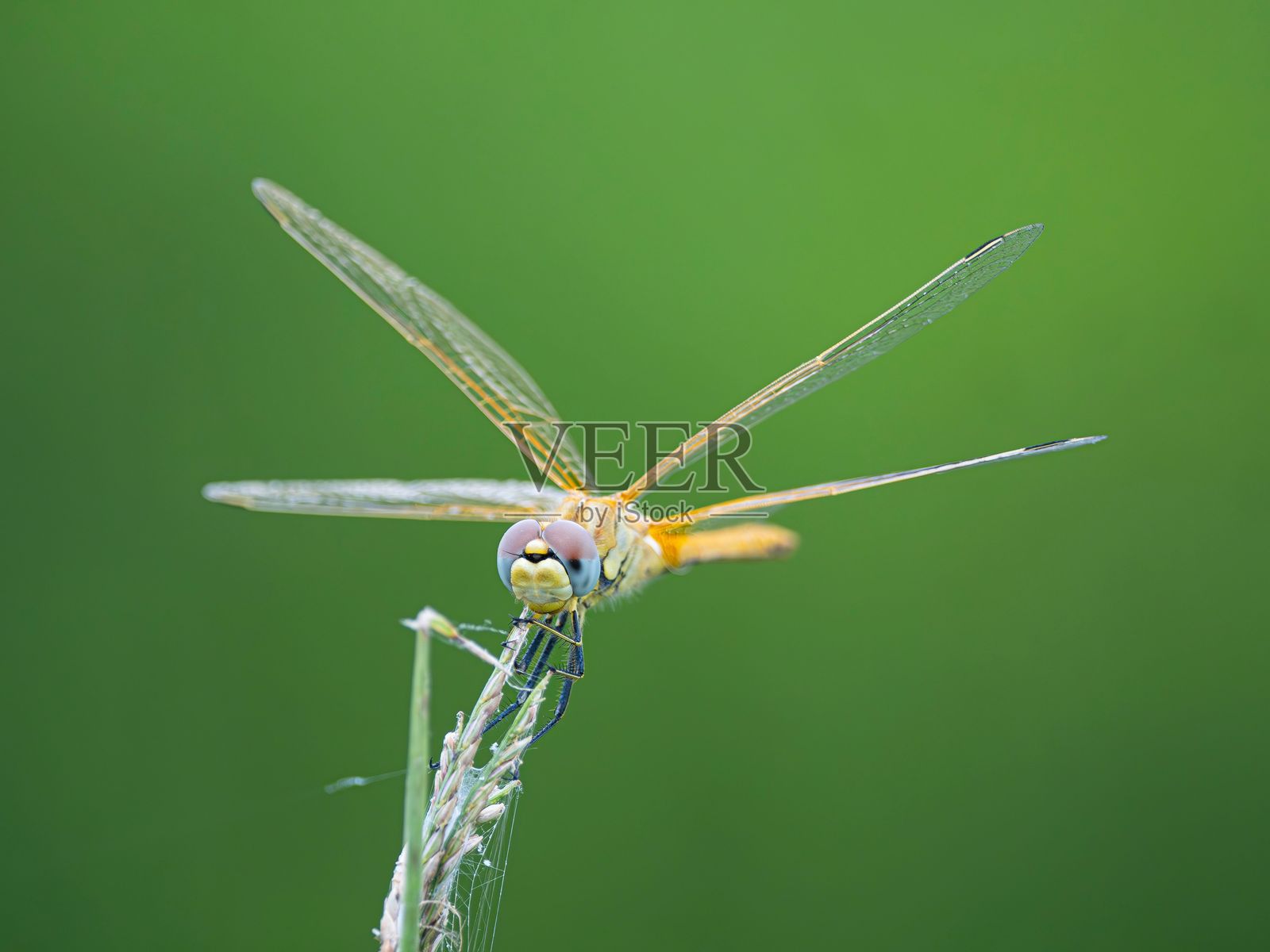 蜻蜓特写在植物上照片摄影图片