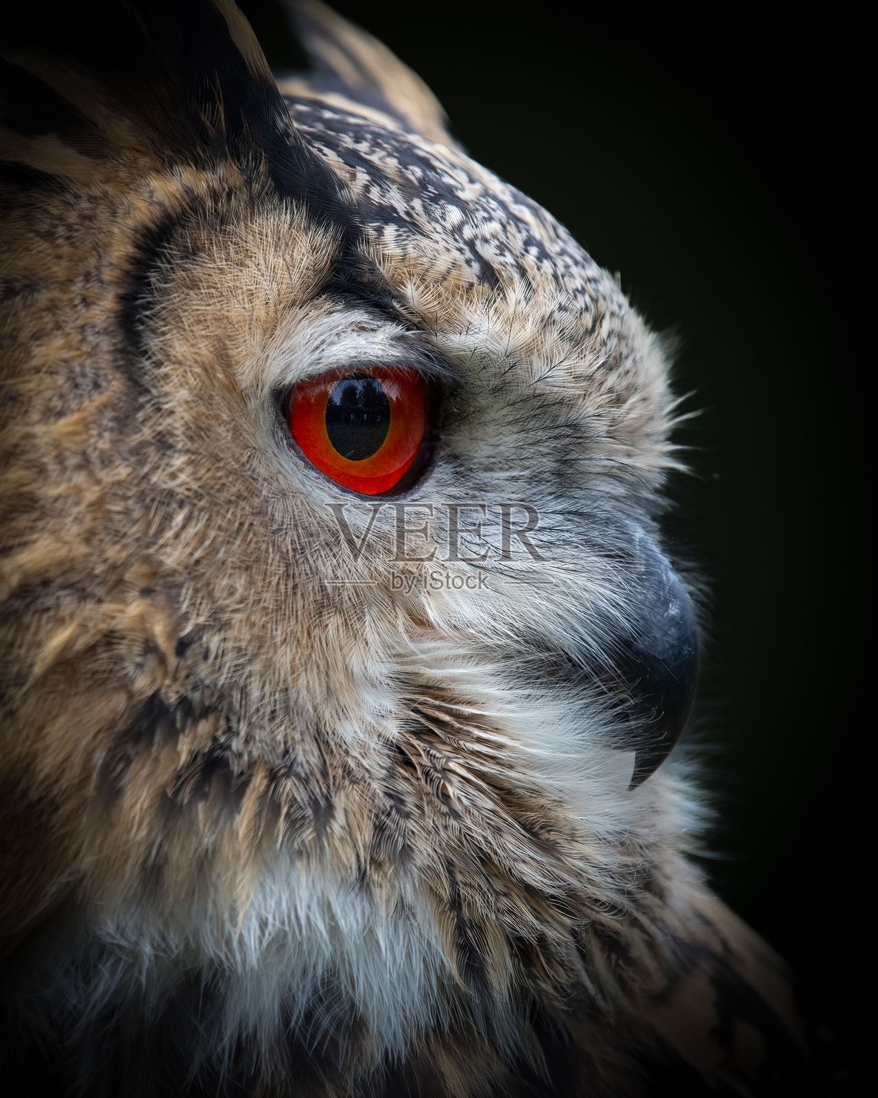 猫头鹰眼睛的特写，羽毛细节清晰可见。照片摄影图片