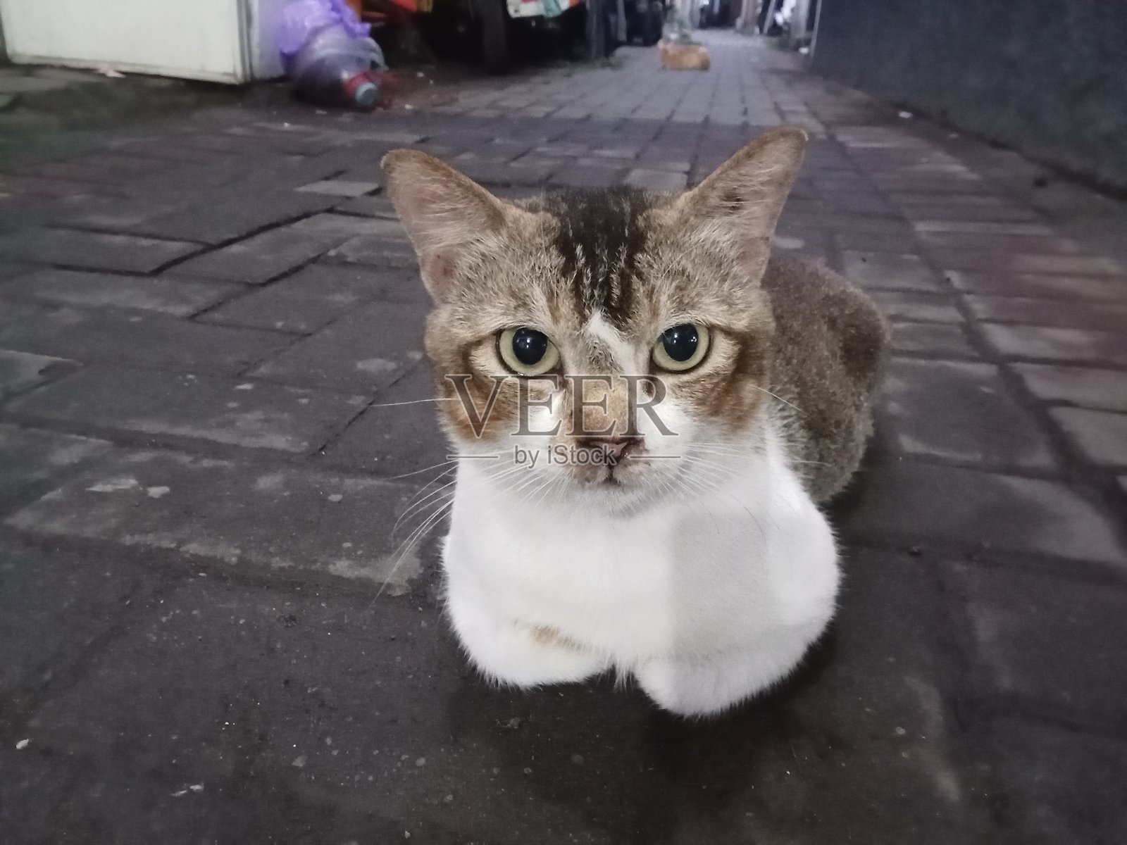 村庄里的猫照片摄影图片