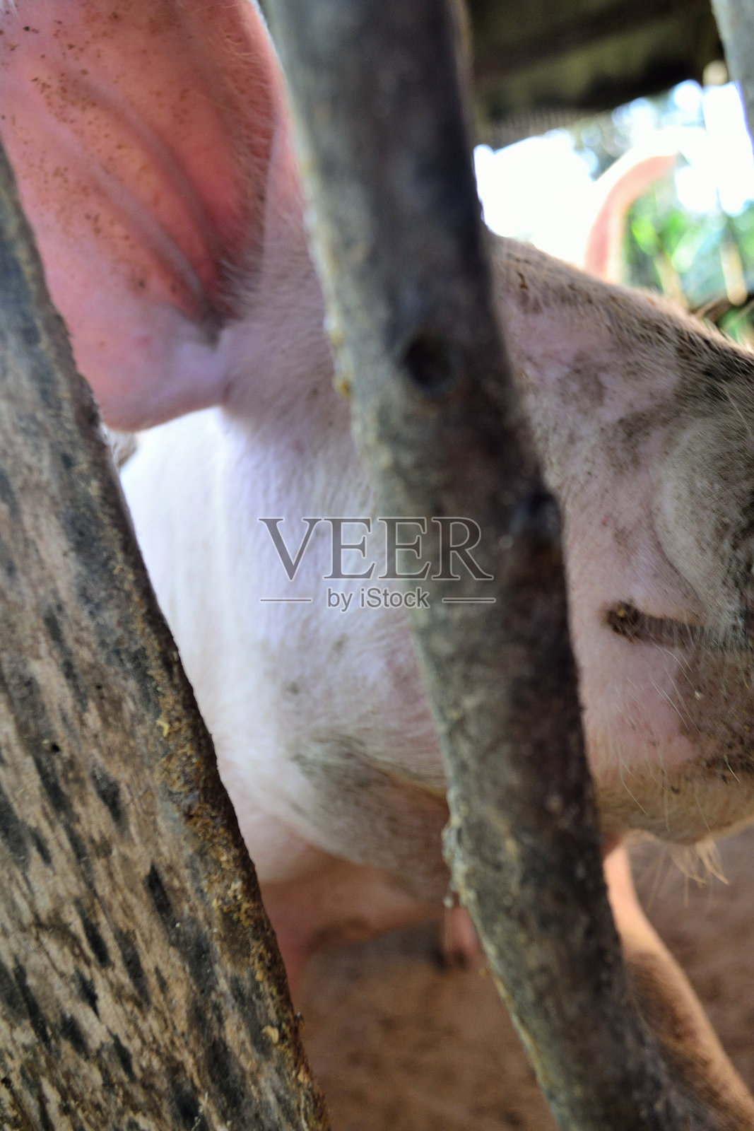 养猪照片摄影图片