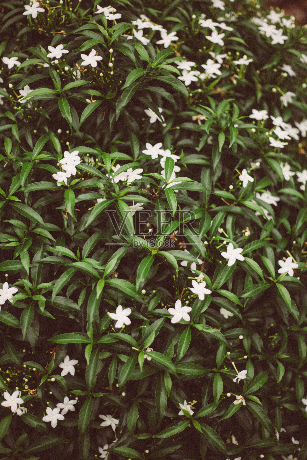 自然照片摄影图片