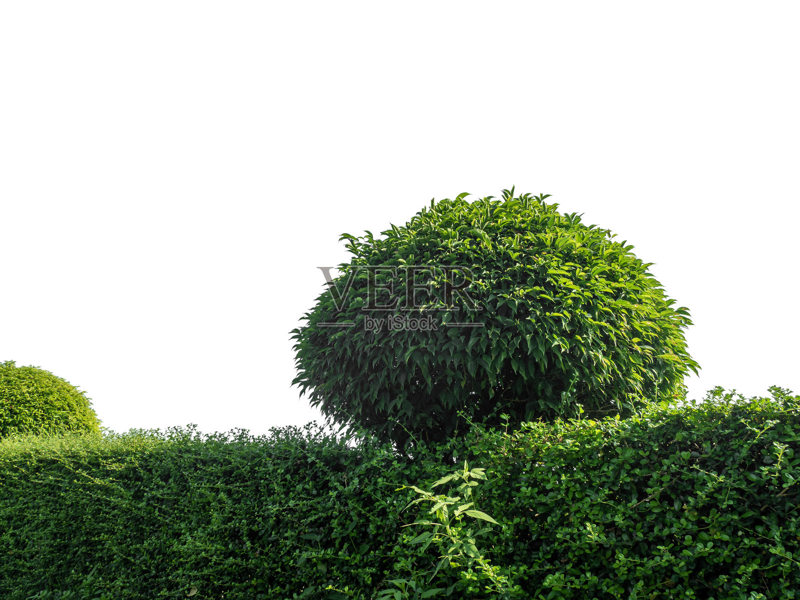 孤立在白色背景上的灌木丛照片摄影图片