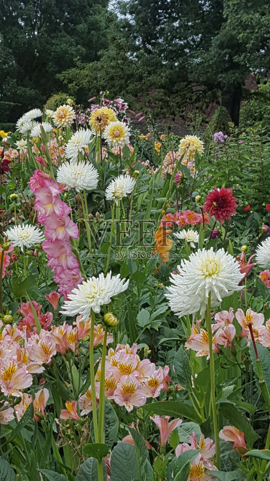 七月在法国科尔芒附近的花园中盛开的五彩缤纷的花朵。照片摄影图片