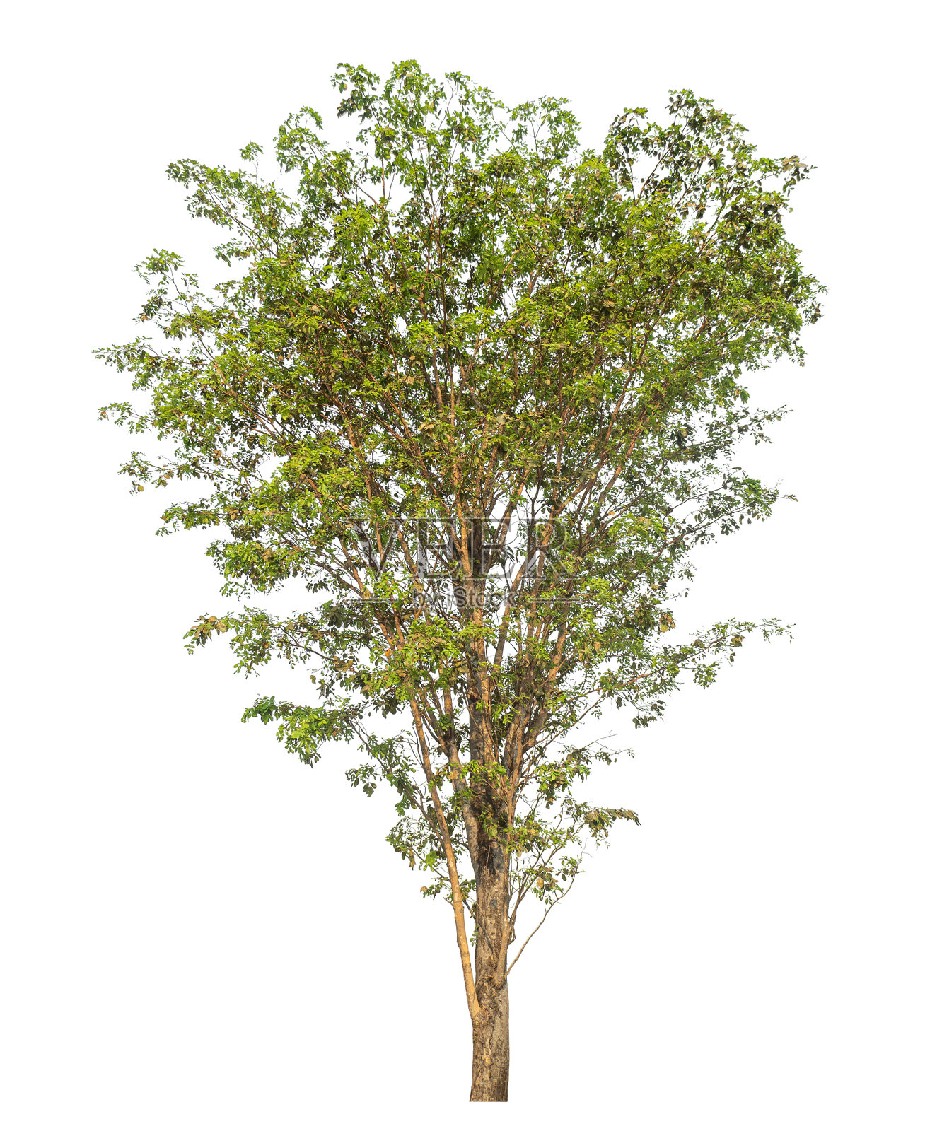 树木孤立在白色背景上。照片摄影图片