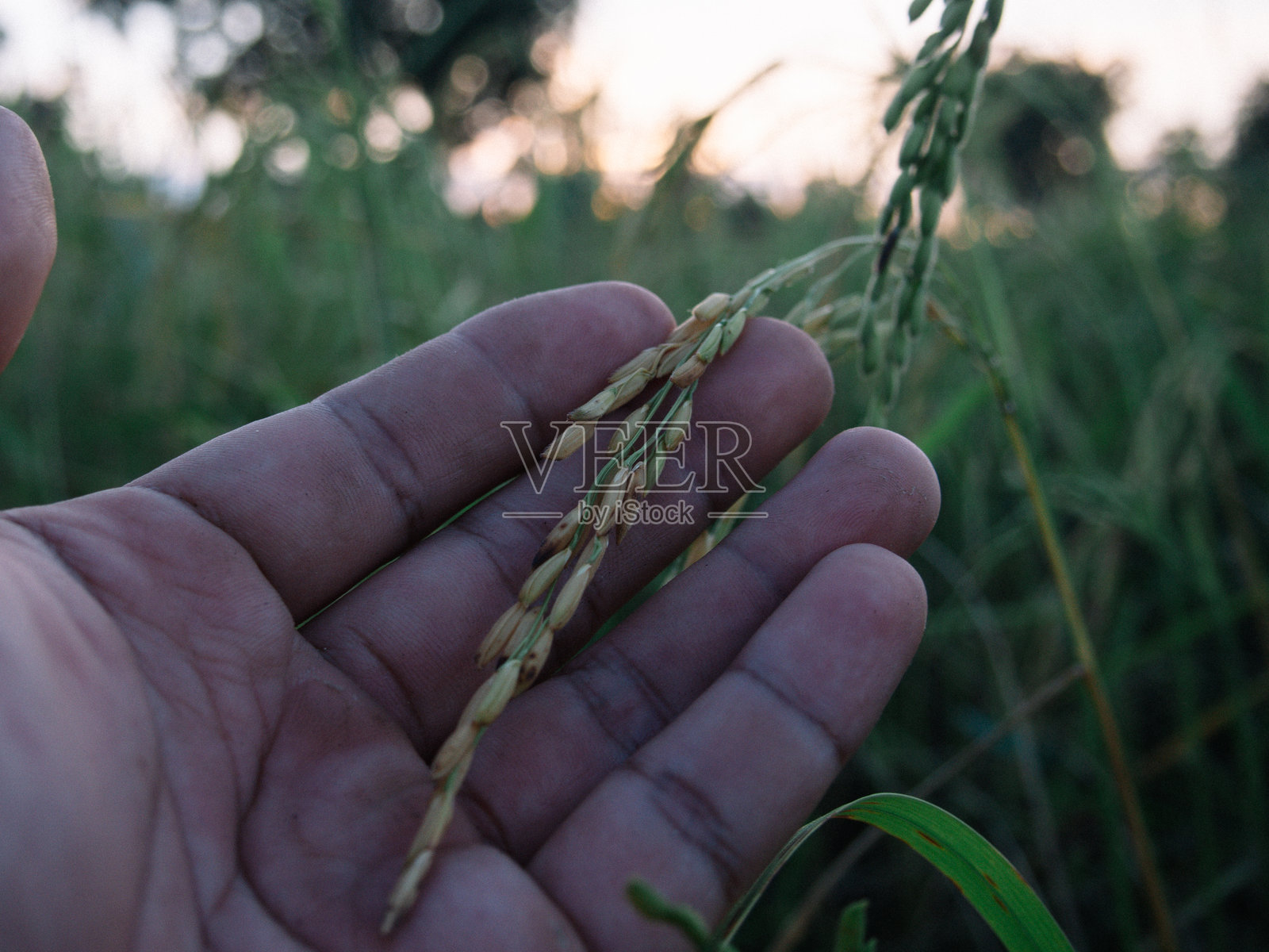 稻田照片摄影图片