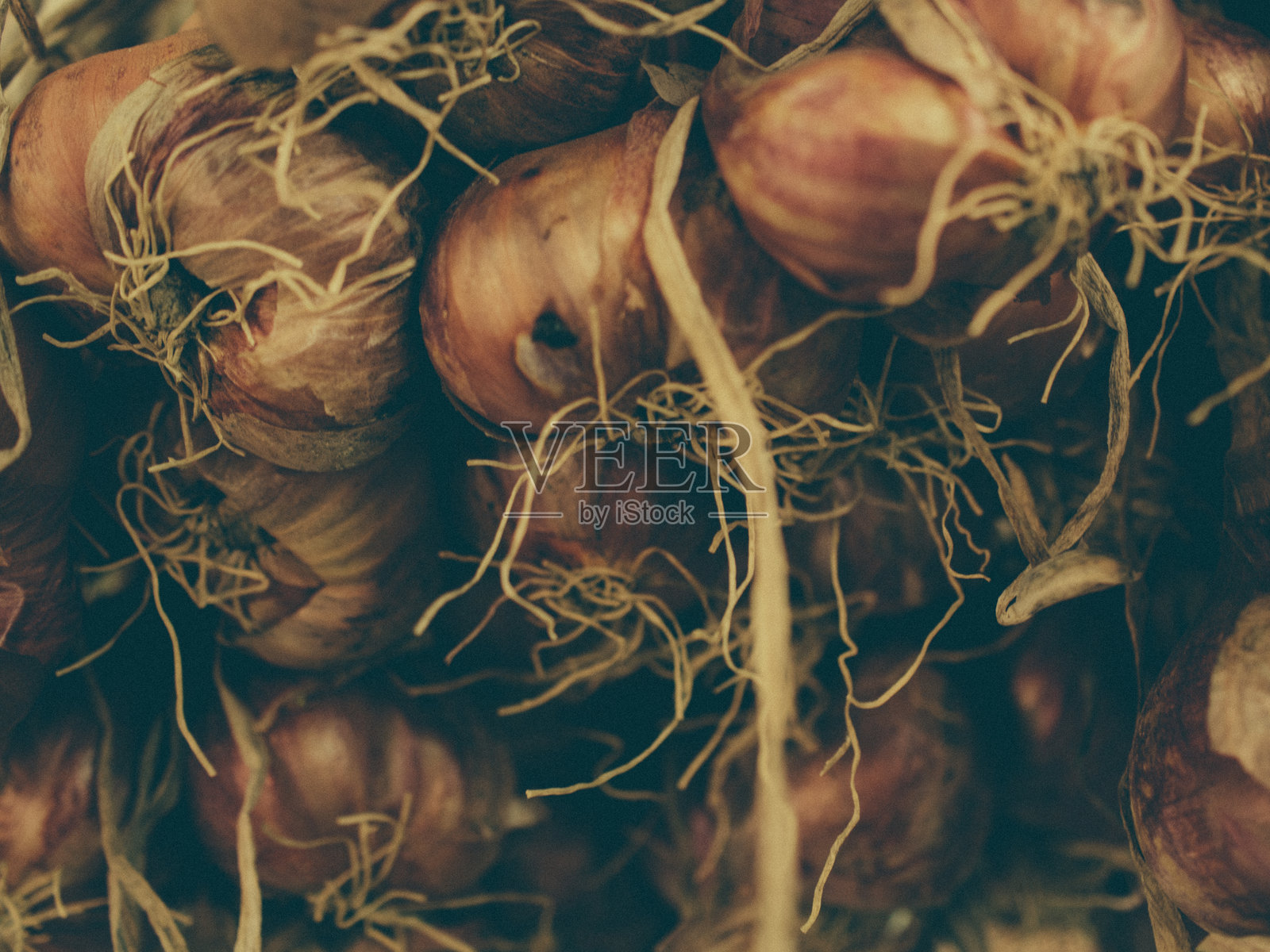 旧洋葱照片摄影图片