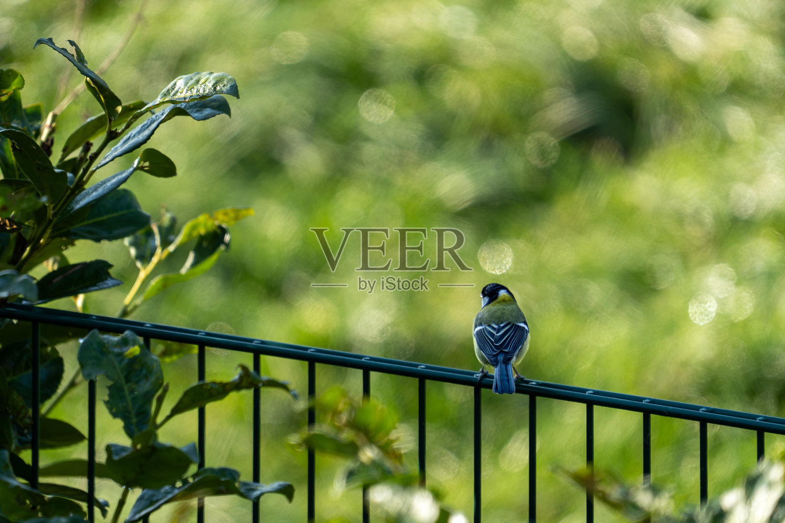 一只大山雀停在栅栏上。照片摄影图片