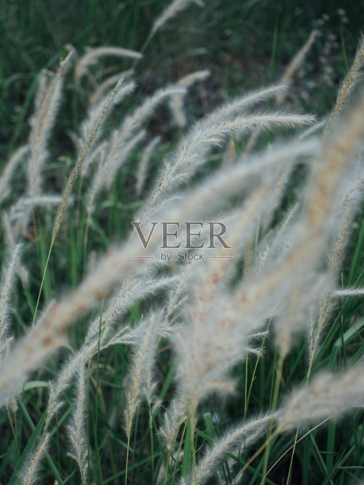 草花特写照片摄影图片