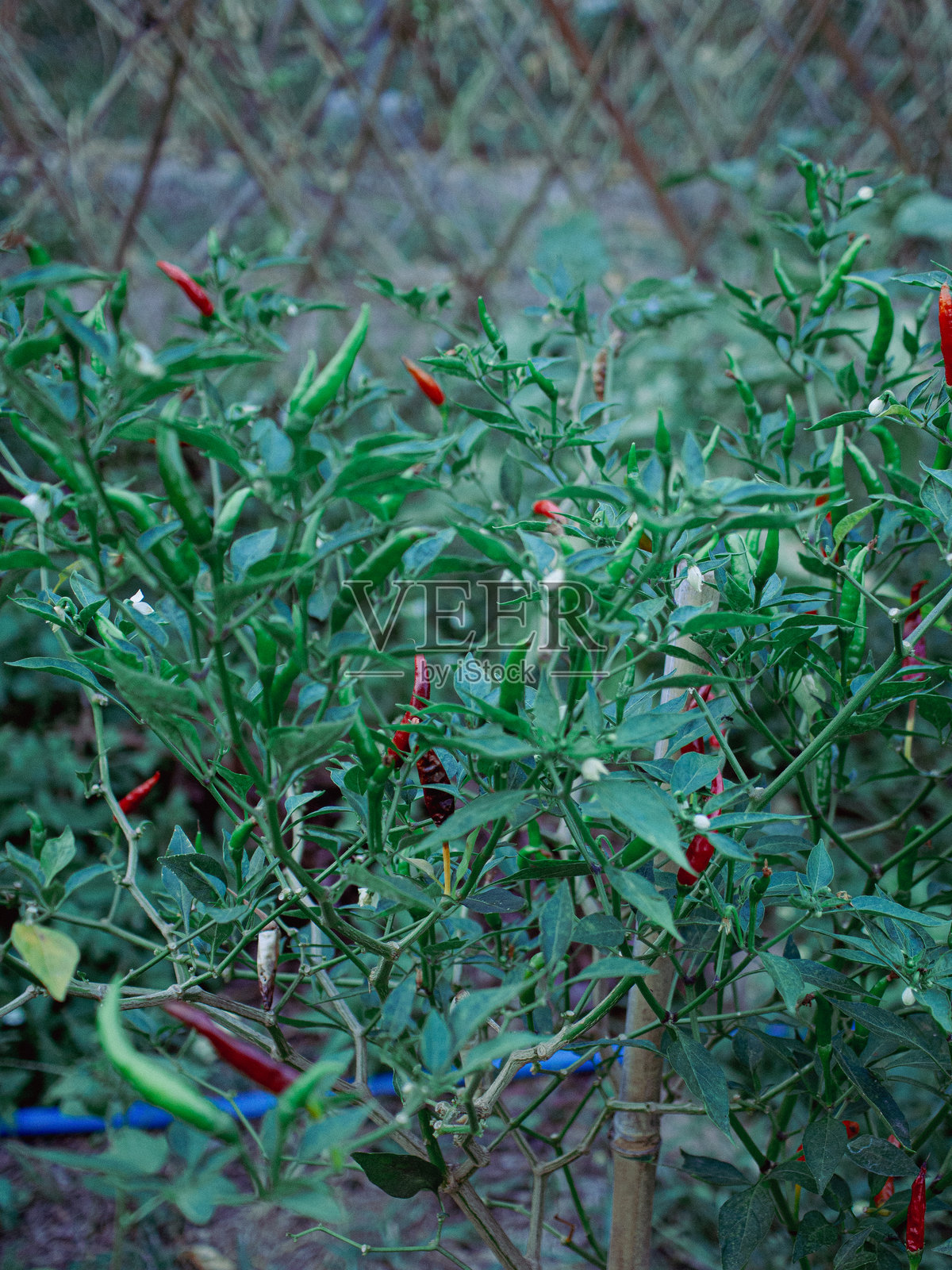 辣椒树照片摄影图片