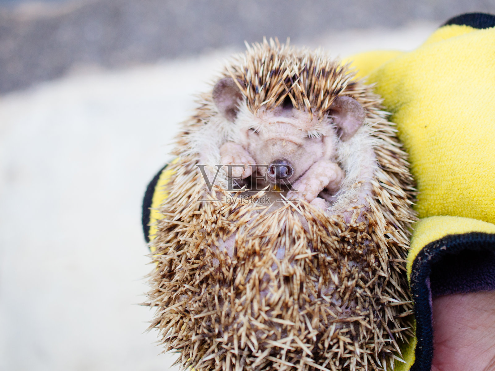 豪猪照片摄影图片