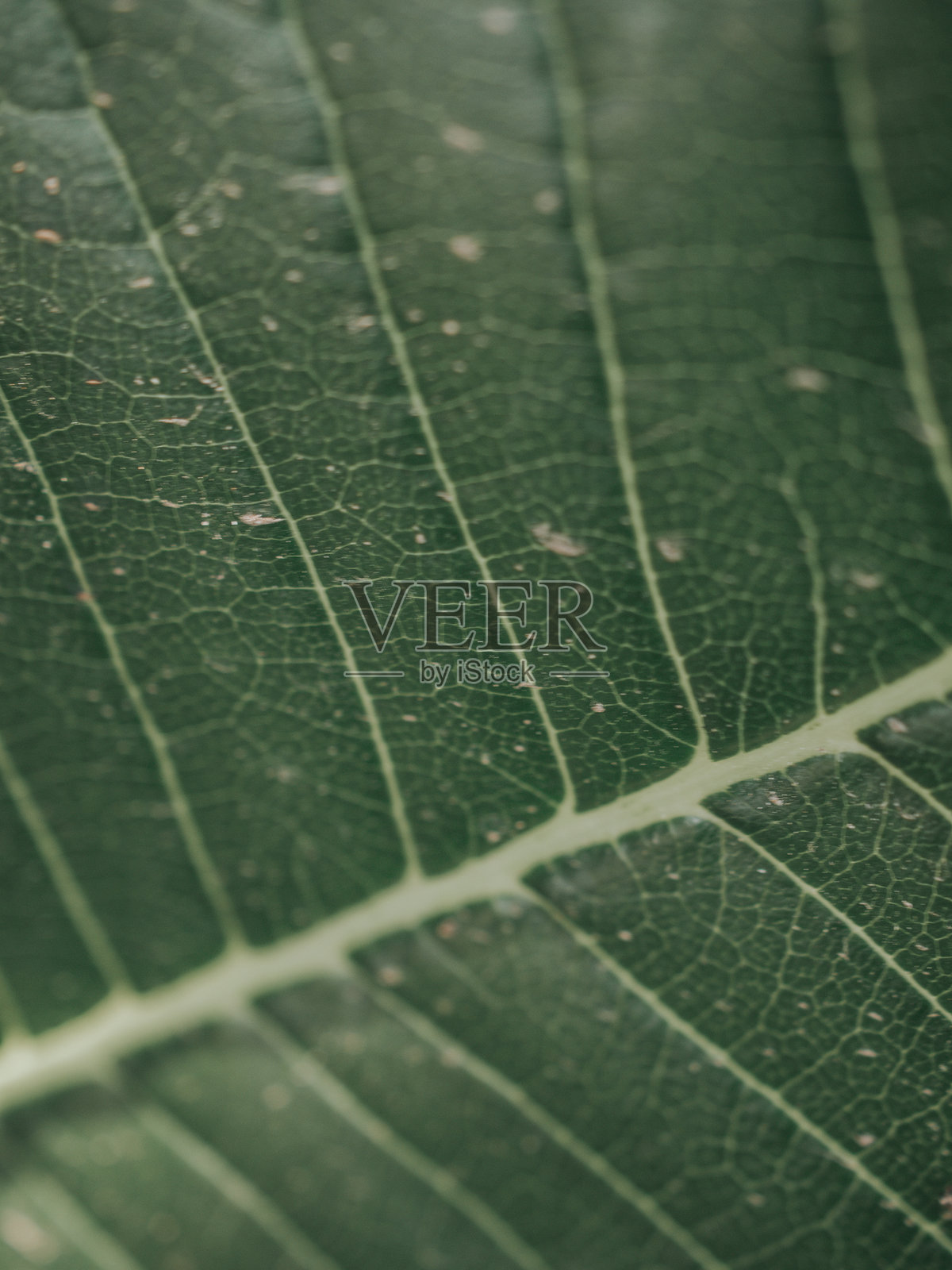 叶子特写照片摄影图片