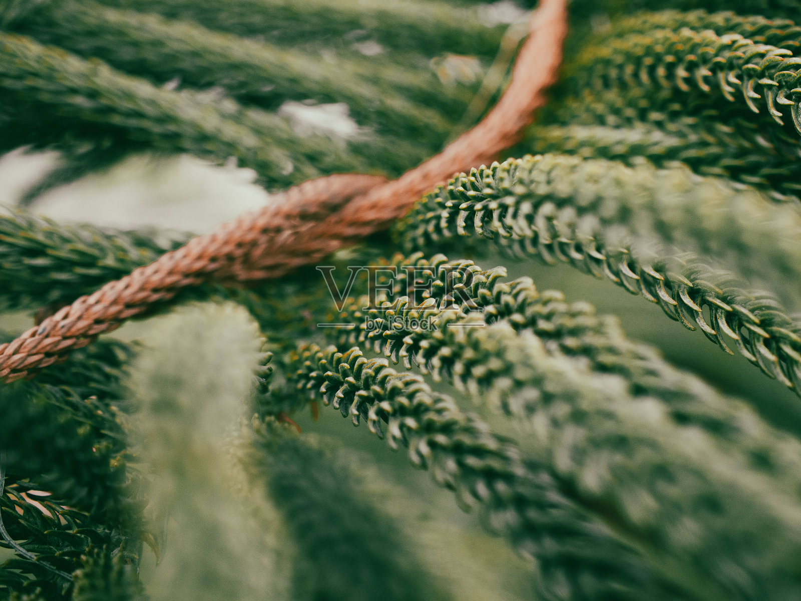 松叶树照片摄影图片