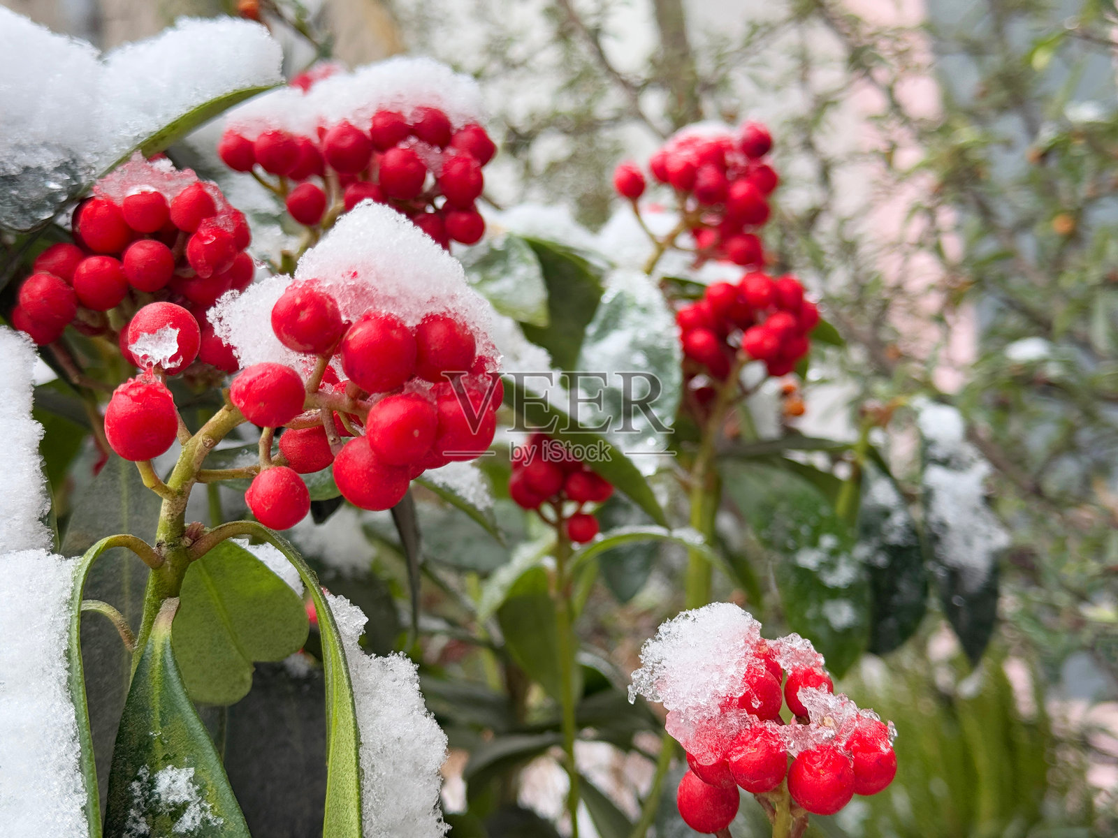 冬青 Ilex verticillata 红色浆果在雪中照片摄影图片