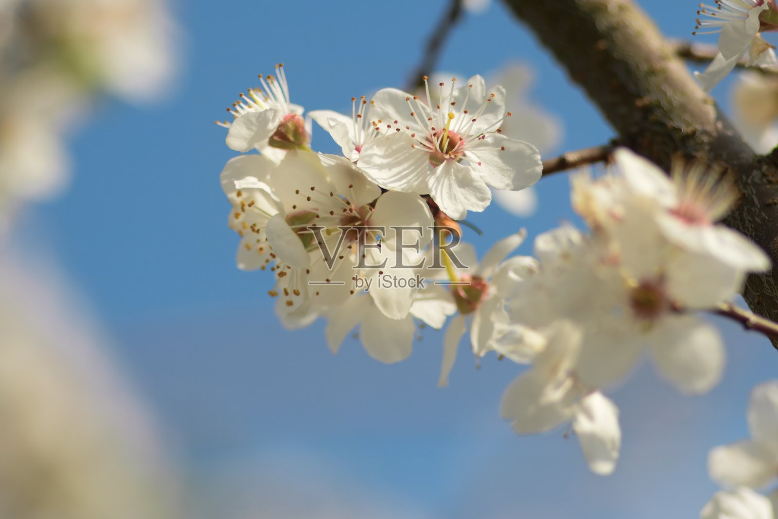 开花的果树照片摄影图片