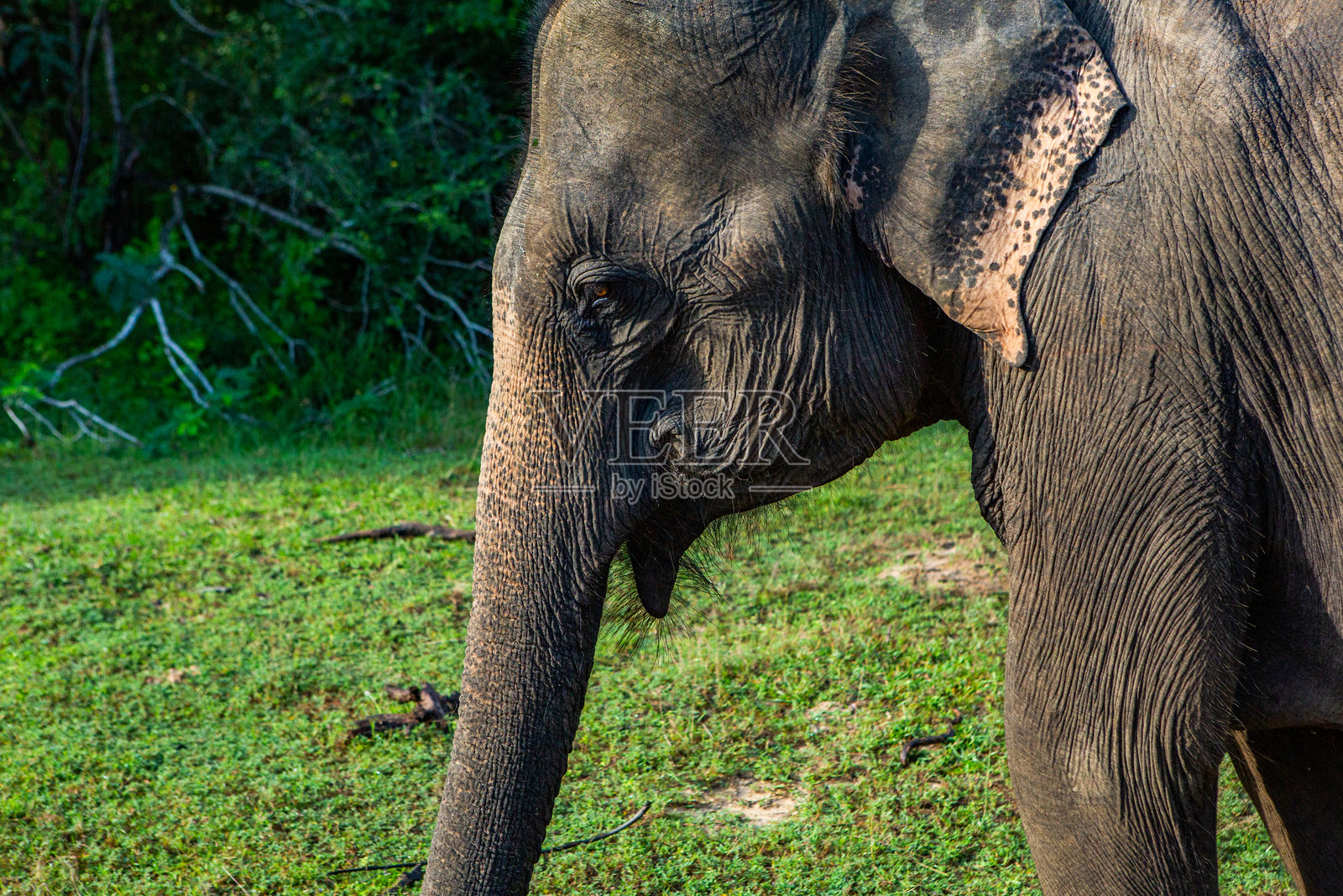 斯里兰卡雅拉国家公园的野生自然风光与大象。亚洲旅行。照片摄影图片