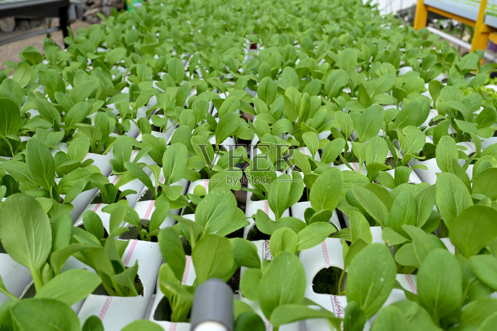 在水培农场中生长的白菜苗照片摄影图片
