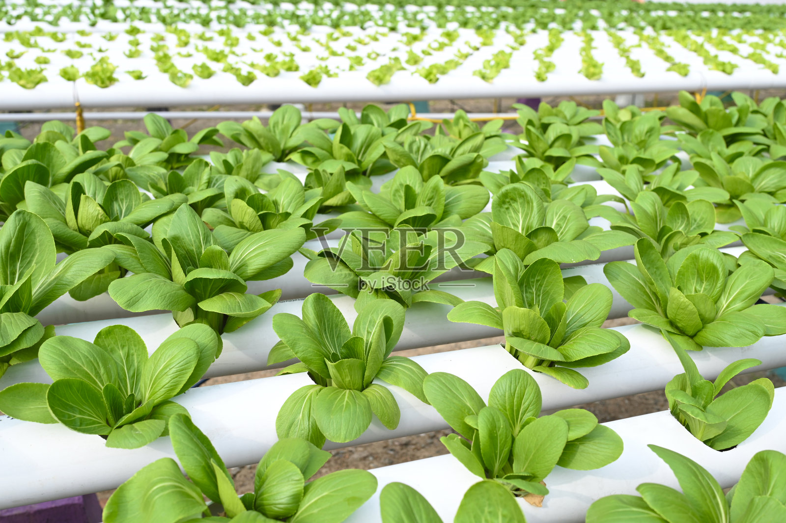 白芥菜和生菜幼苗在水培农田中生长照片摄影图片