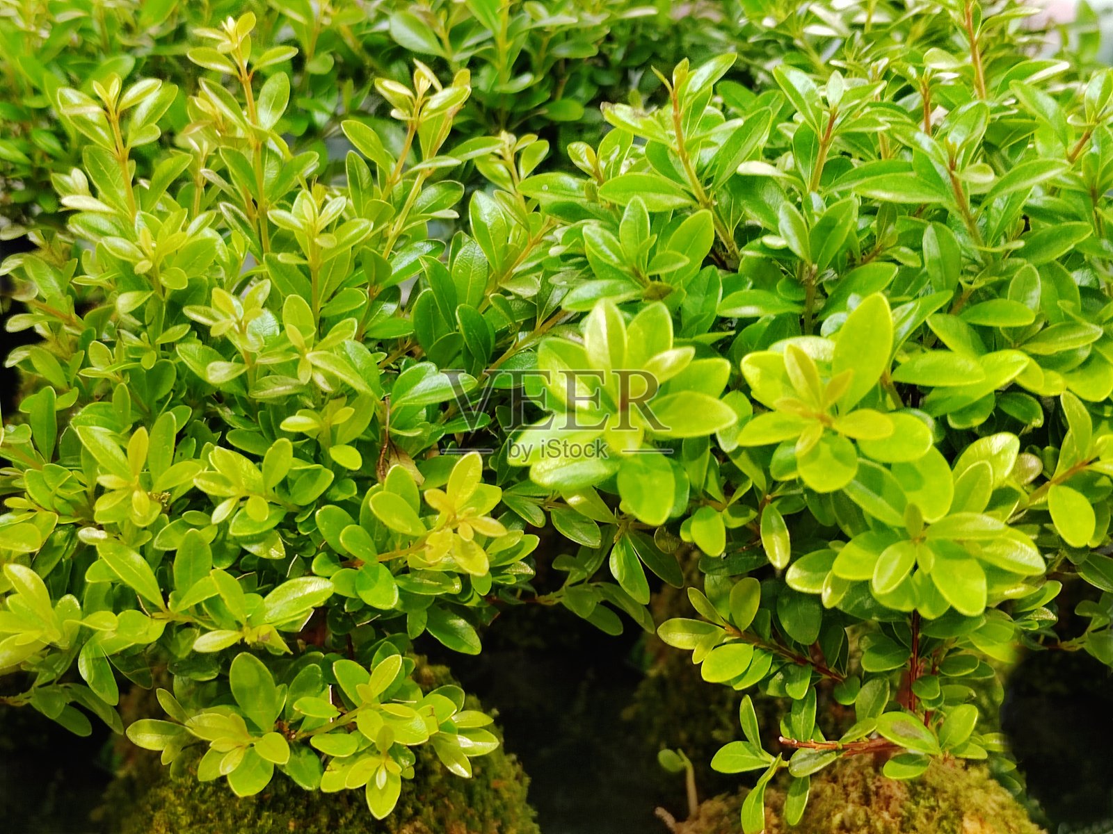 细叶蒲桃照片摄影图片