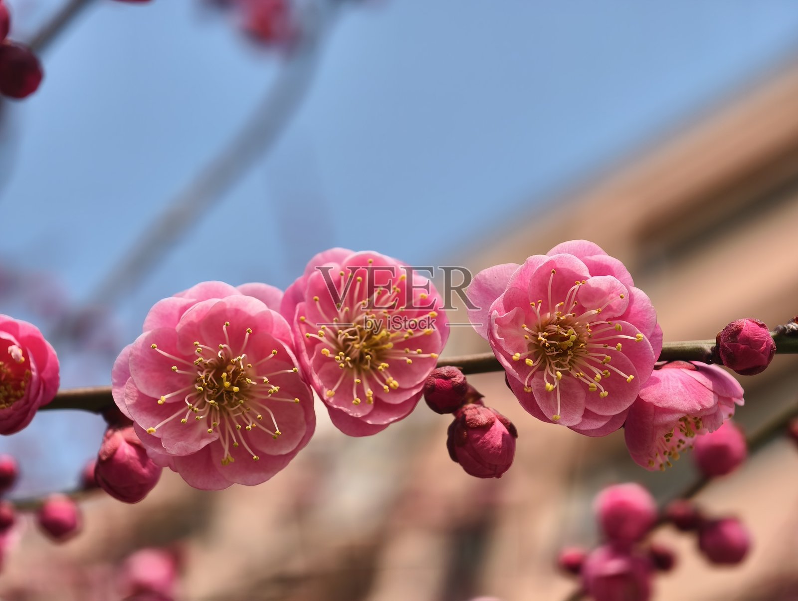 粉色梅花照片摄影图片