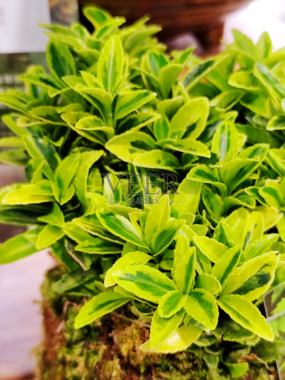 小叶黄杨照片摄影图片