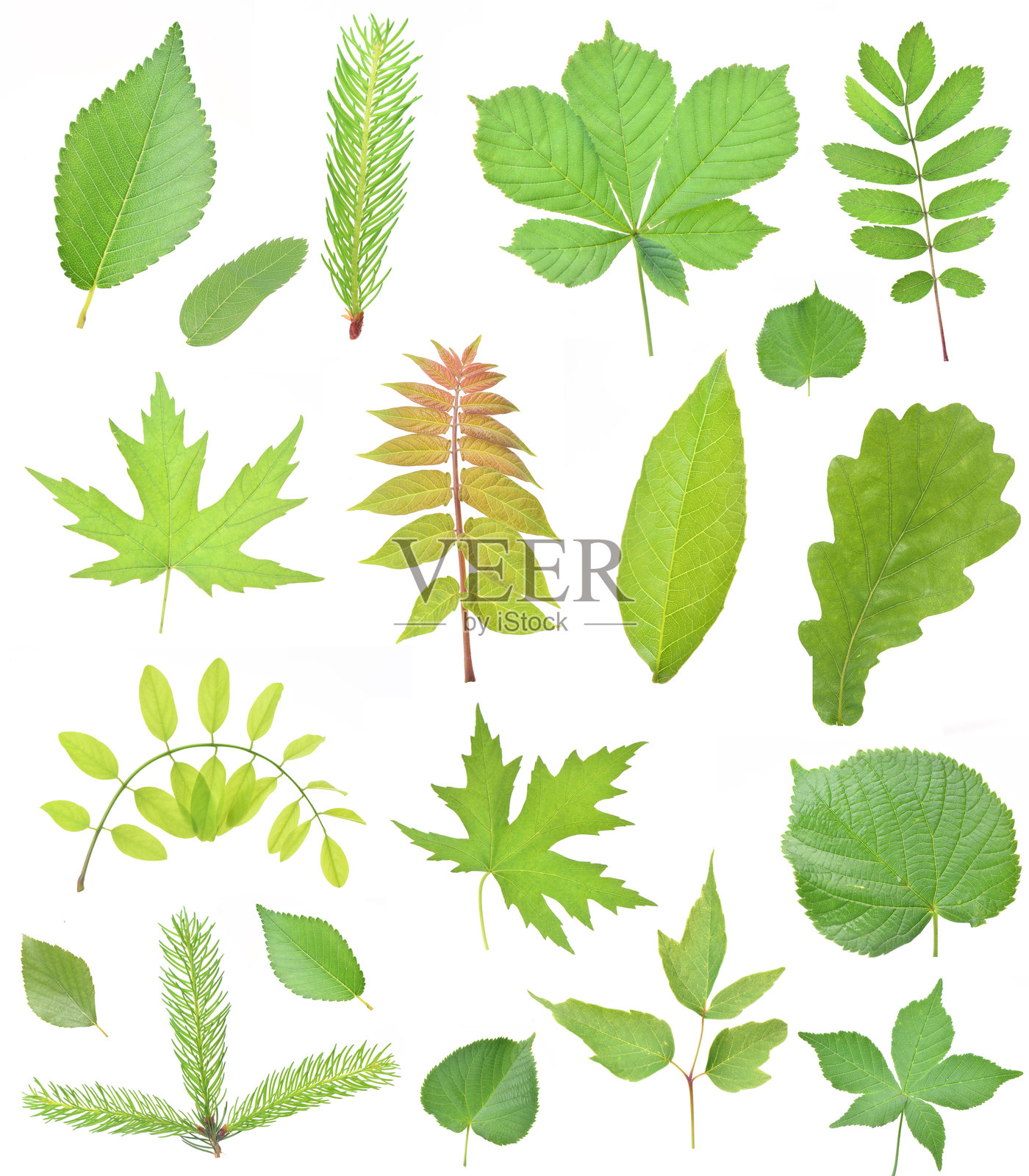 叶子收集照片摄影图片