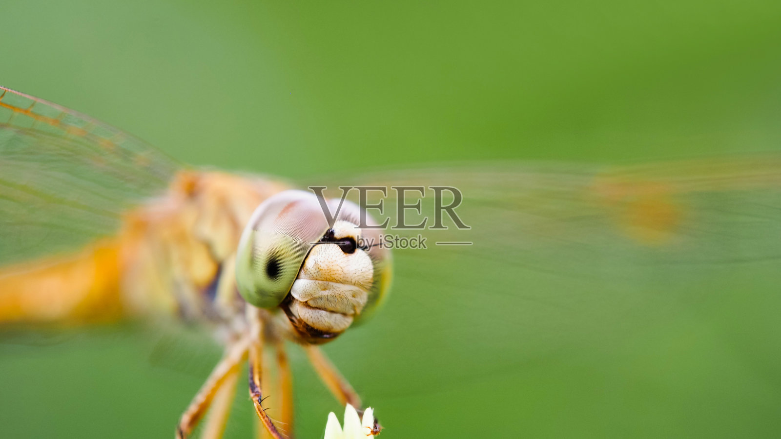 绿背景上的红蜻蜓与叶子 - 微距特写摄影照片摄影图片
