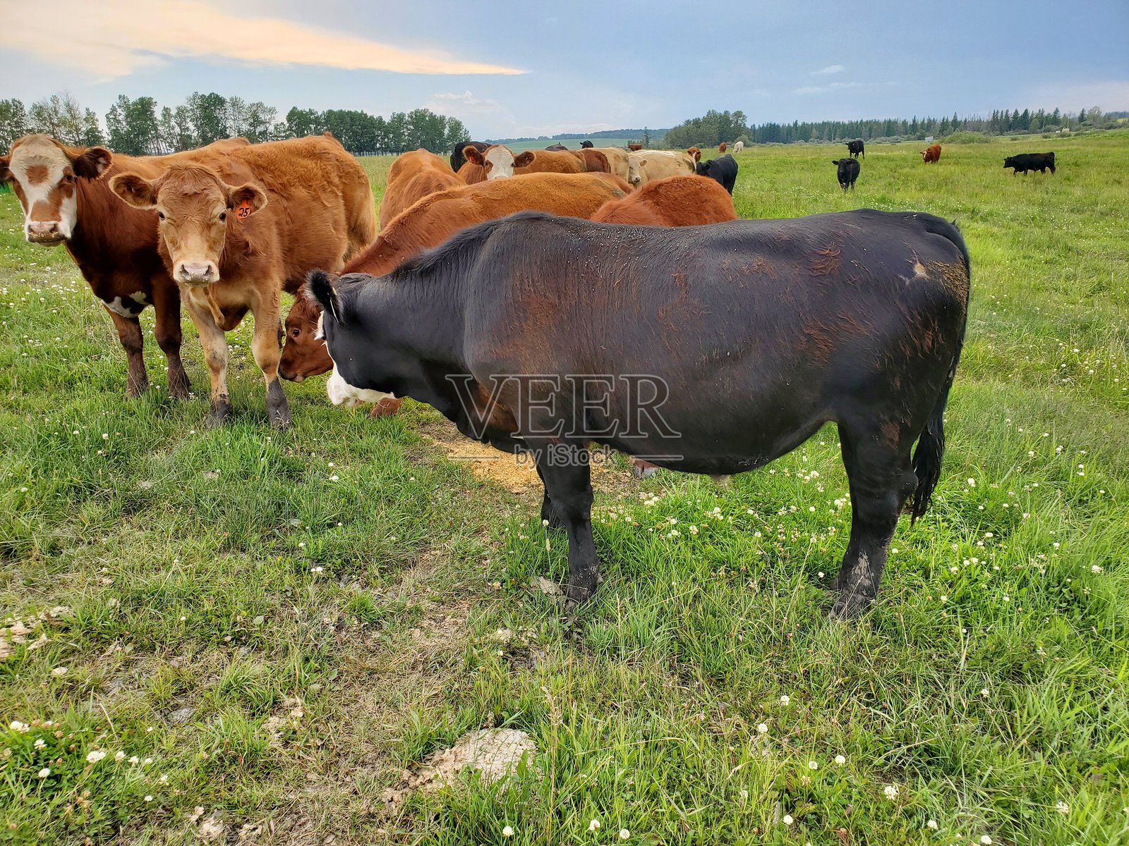 黑安格斯公牛在牧场上。照片摄影图片