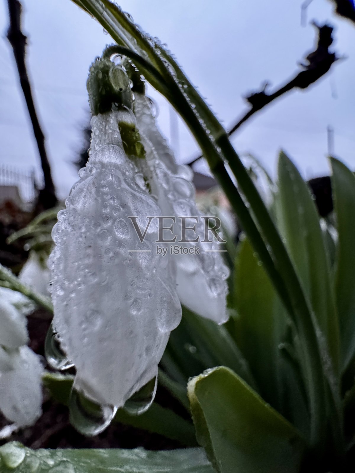 寒冬中带水珠的白色雪花特写照片摄影图片