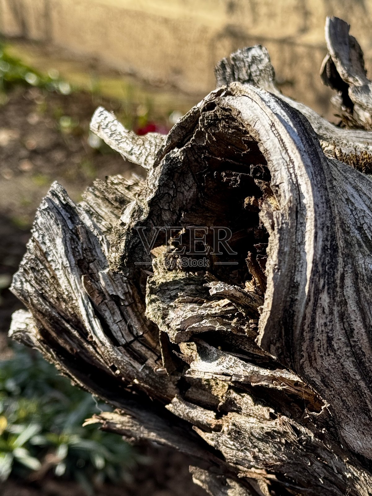 枯树干的特写镜头照片摄影图片