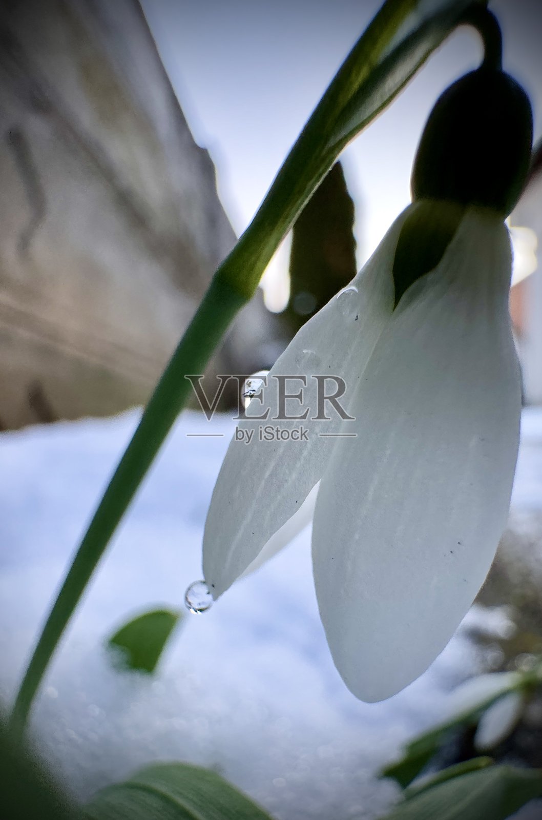 寒冬中带水珠的白色雪花特写照片摄影图片