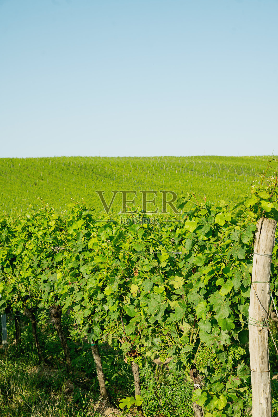 奥地利戈尔斯村附近的葡萄园照片摄影图片
