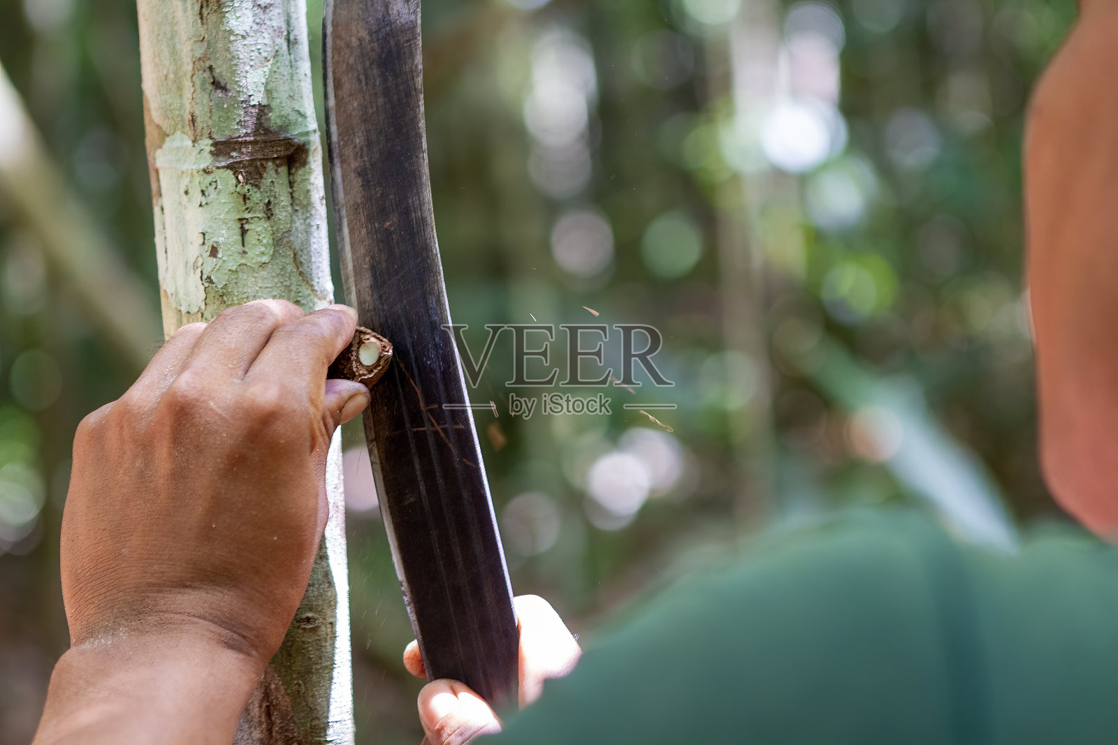 一名男子在热带雨林中用砍刀打开巴西坚果，靠在树干上。照片摄影图片