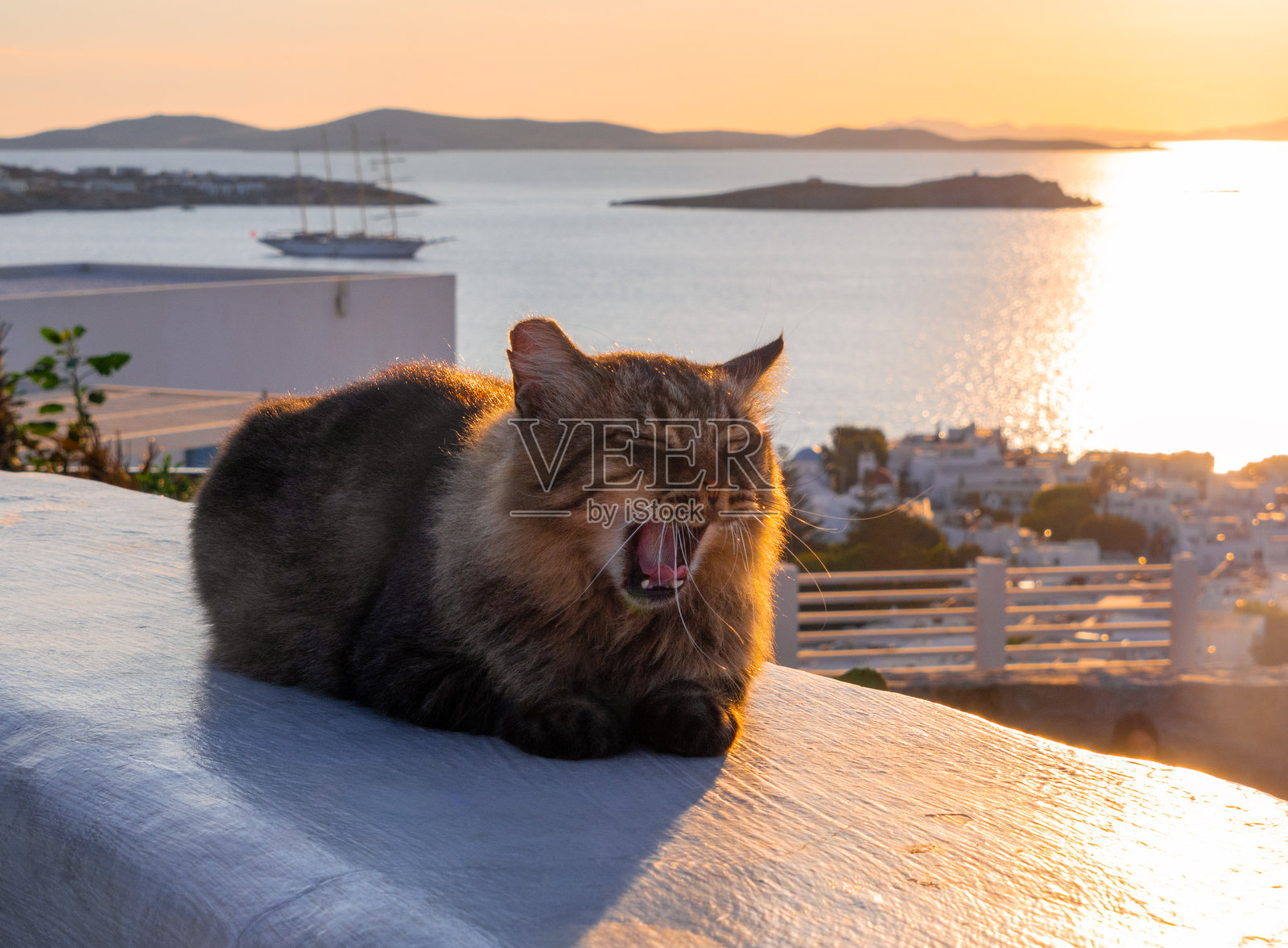 在希腊米科诺斯岛上，夕阳下打哈欠的猫照片摄影图片