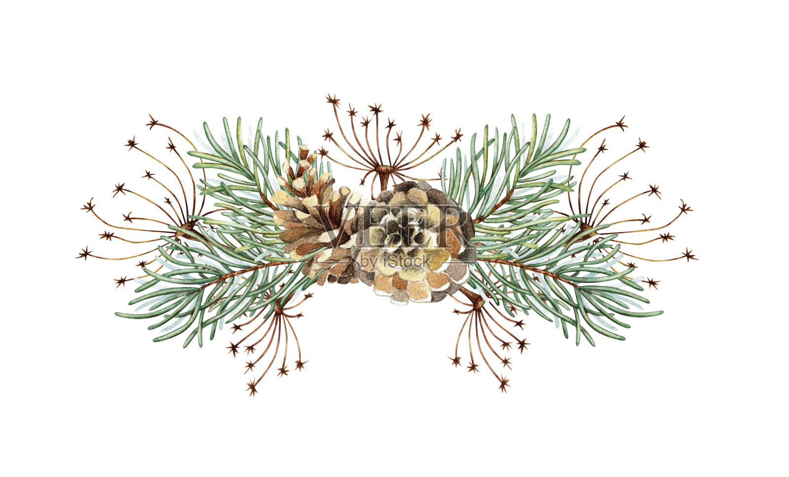 松枝、草、松果花束水彩画插画图片素材