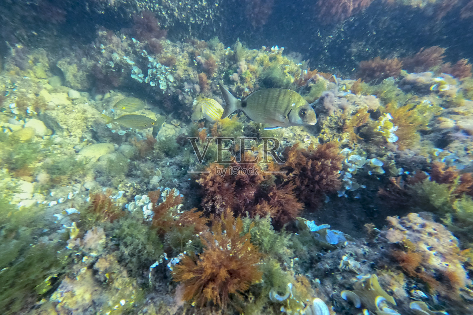 地中海水下景观照片摄影图片