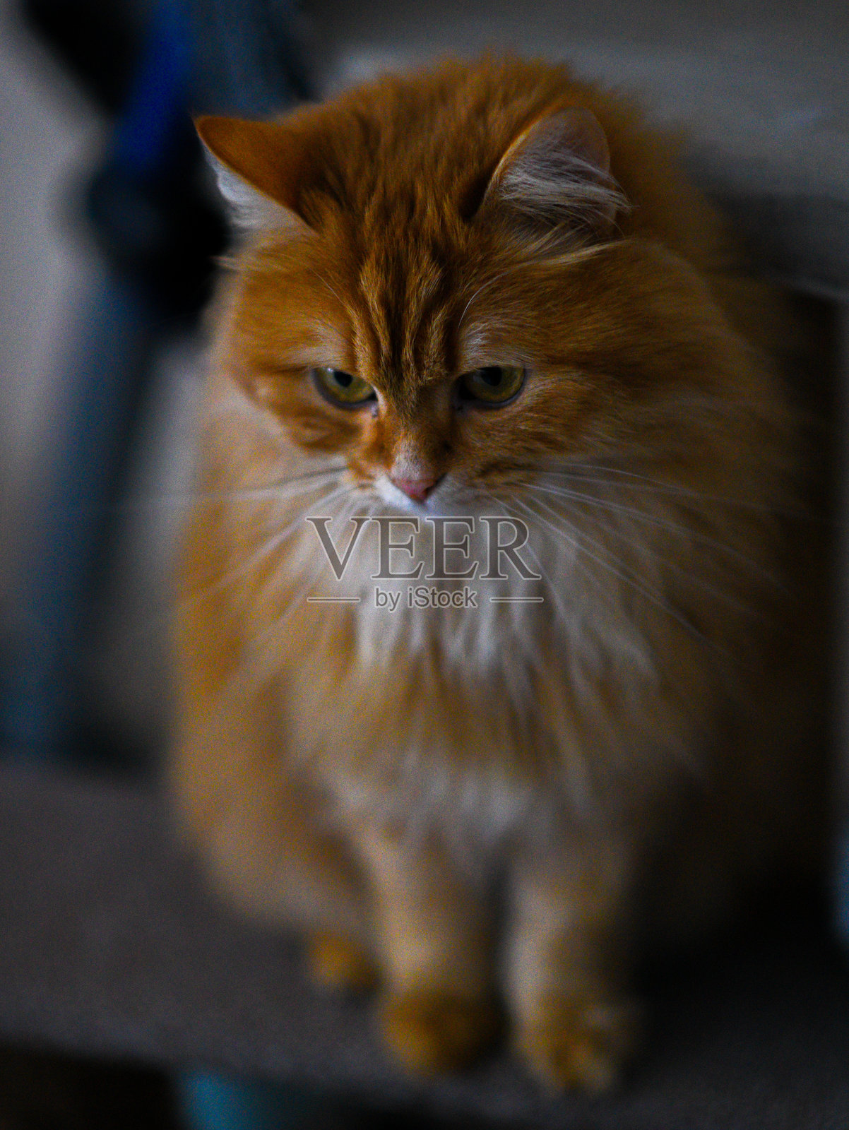 猫照片摄影图片