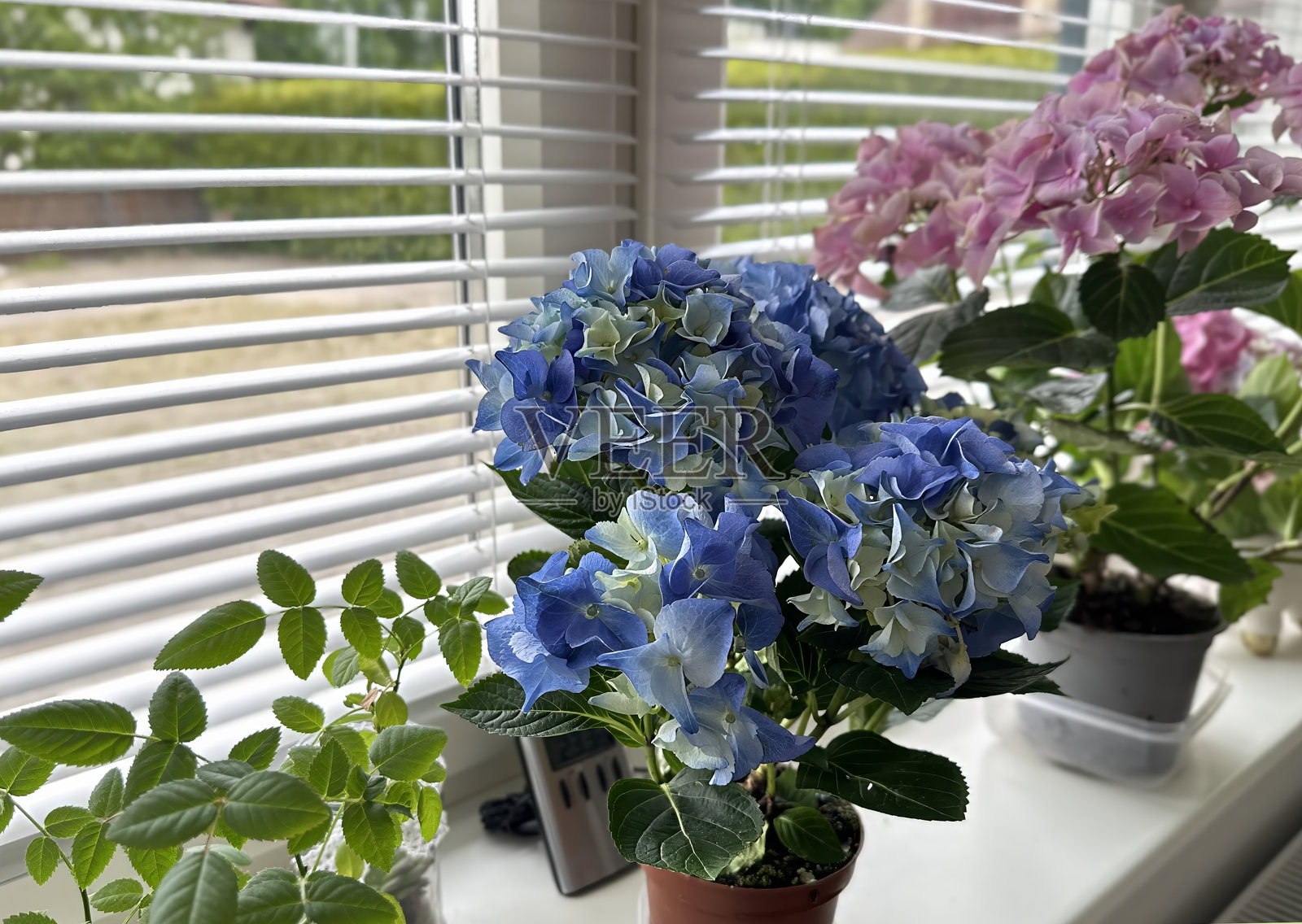 窗台上放着一盆开着蓝色花朵的植物。照片摄影图片