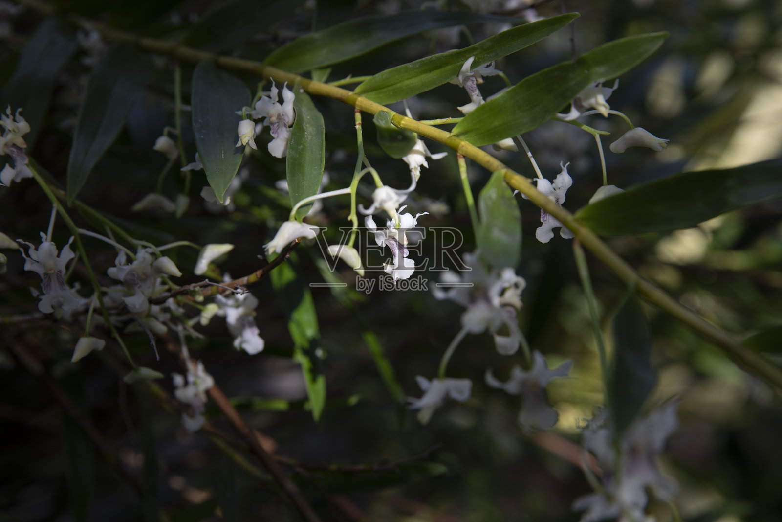 查尔默斯的石斛兰照片摄影图片