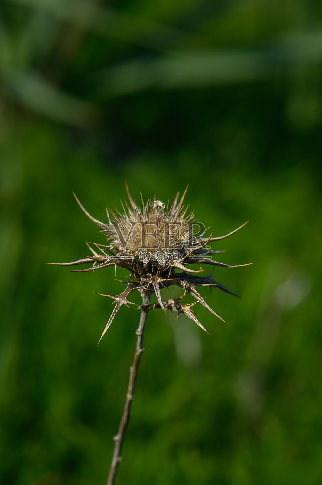 在温暖的夏日下午阳光下，野生绿地中盛开的蓟花的自然美。照片摄影图片