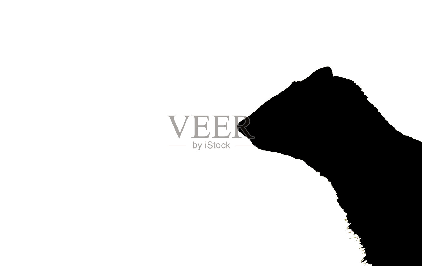 黑白色的猫鼬图形照片摄影图片